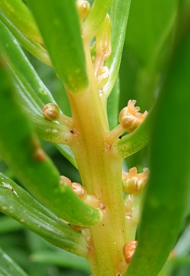 Gyrostemon sheathii, Davidson, C 13516--Australia. W.A. Torndirrup N.P. Frenchman Bay Rd. 30 Oct 2016. DSC06898 (57).JPG