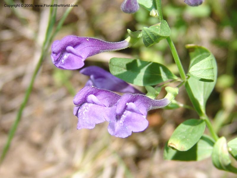 Scutellaria angustifolia--ID. Valley Co. Sylvan Beach reservoir and trail. 24 Jul 05. 252.jpg