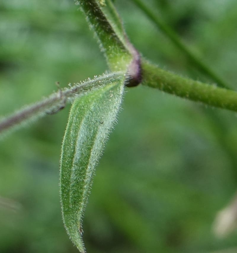 Silene nutans subsp. nutans,  Davidson, C 13266--Switzerland. Oberwald. Chapel St. Nikolas. 2 Jul 2016. DSC07728 (771).JPG