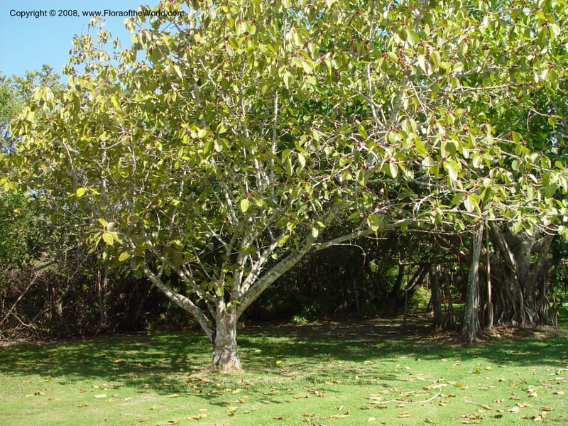 Ficus benghalensis--FL. Fairchild Tropical Garden. 8 Apr 03. 001.jpg