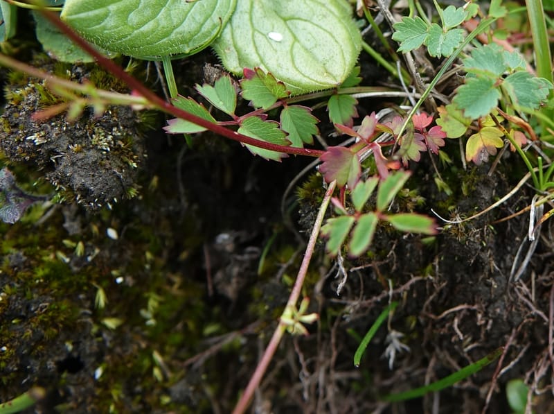 Sanguisorba filiformis, D. Boufford 44079--China. Sichuan. Wuxu Haizi. Glacial lake. 18 Aug 2017. DSC07392 (7).JPG