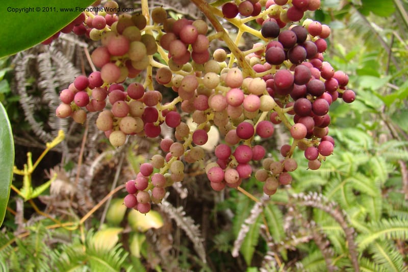 Embelia, Rogers 1228--Madagascar. Prov. Fianarantsoa. Manakara-Irondro.15 Jan 09. 017.jpg