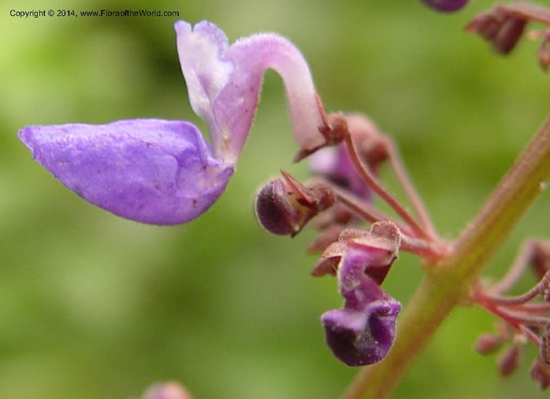 Plectranthus--Cameroon. Mt. Cameroon. 6 Dec 03. 106a (4).jpg