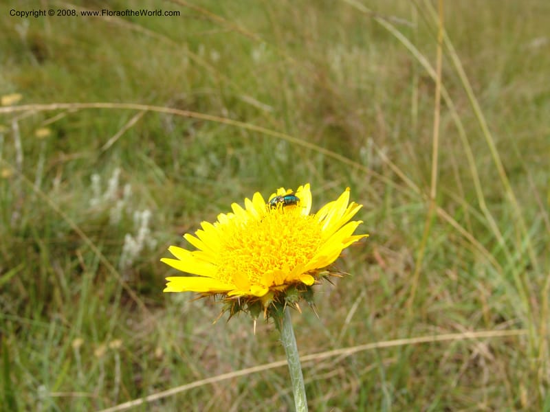Berkheya--So.Africa. E. Cape. Waringham Farm, Quanti Area, Stut. 8 Mch 05. 395.jpg