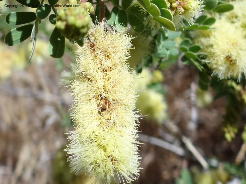 Acacia greggii, Davidson, C 11931--AZ. Yavapai Co. Crown King Rd. 7 May 2012.  (6).JPG