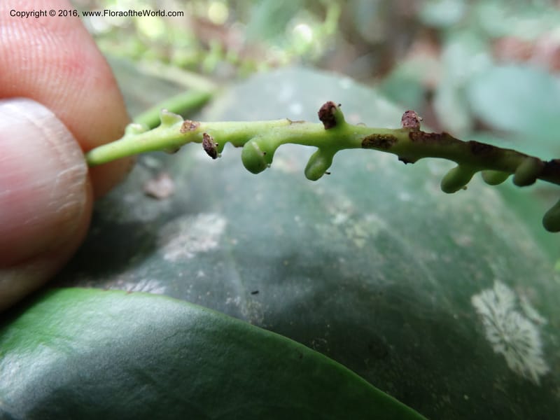Piper, Davidson, C 12675--Sabah. Danum Valley. 4 Oct 2014. DSC01741 (226).JPG