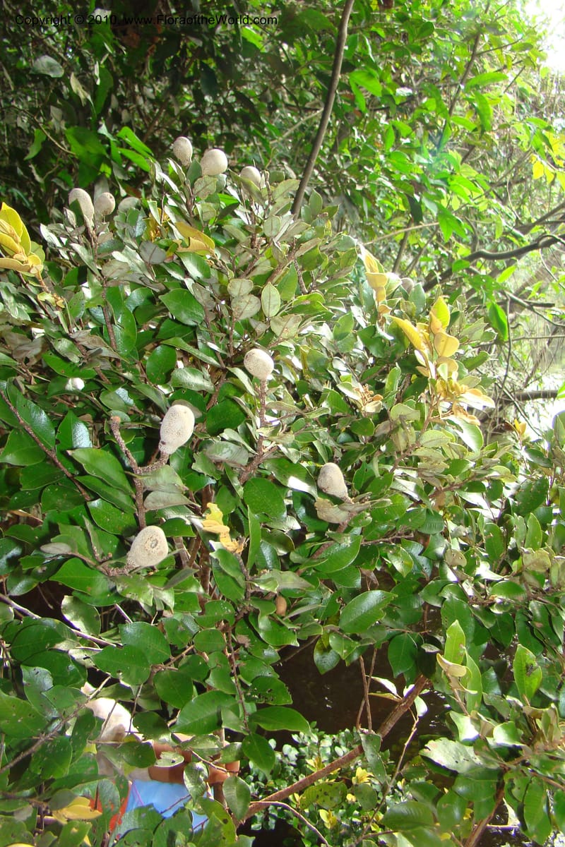 Parinari, RVasquez34859--Peru. Loreto. Dist. Nauta. Qbda Nawapa, Rio Tigre. 11 Nov 08. 829.jpg