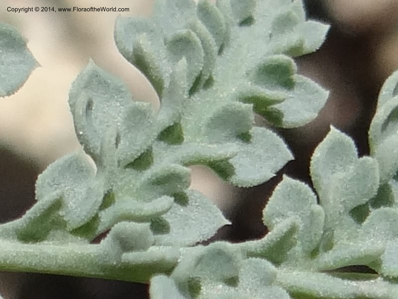 Cymopterus glaucus, Davidson, C 12196--ID. Boise Co. Scott Mtn. Lookout Road. 18 Jun 2013. DSC06609 (143).JPG