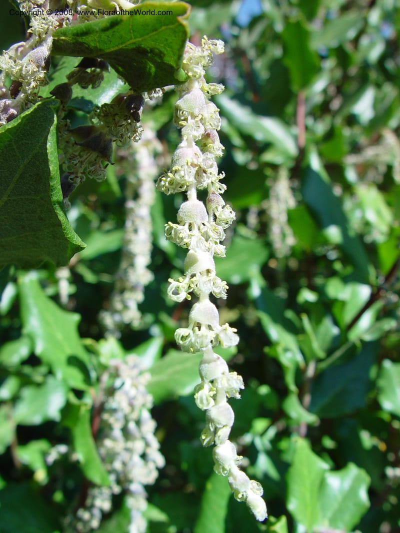 Garrya elliptica cv Evie. 64.1209--CA. UC Berkeley Bot. Gard. 10 Feb 03.005.jpg