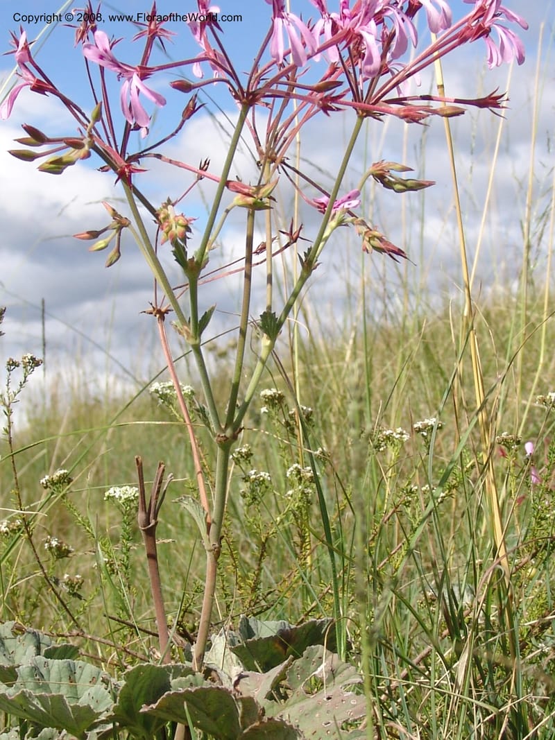 Pelargonium--So.Africa. E. Cape. Moonstone Farm, Quanti Area, Stut. 8 Mch 05. 068.jpg
