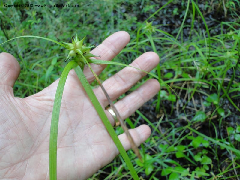 Carex intumescens, Mori, S 27441, North Carolina, Wake Co., Boyce Bridge Rd, 25 May 2010 (28).JPG