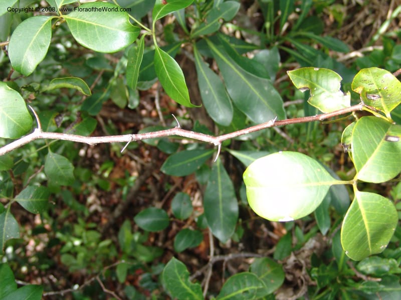 Rhus acocksii--So.Africa. E. Cape. Umtamvuna Nat. Res. 11 Mch 05. 424.jpg