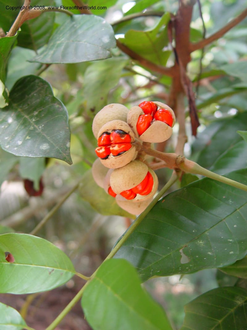 Trichilia--Cameroon. Bimbia Mangrove Nat. Trail. 8 Dec 03. 106.jpg