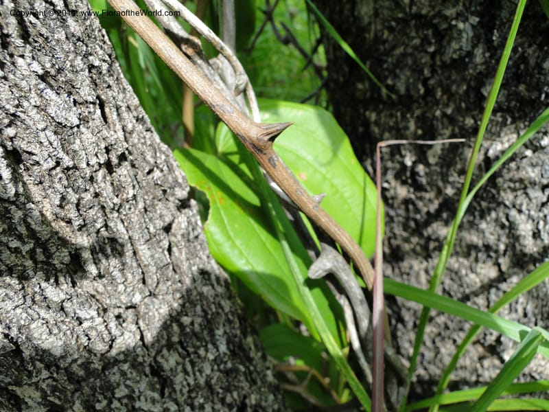 Dioscorea, Stevens,  W. D 31168, Garay Cue, 19 Mar 2011 2366 (14).JPG