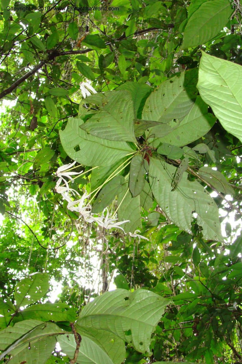Posoqueria, R. Vasquez 34898--Peru. Loreto. Dto. Parinari. Tacshacocha. R. Samiria. 14 Nov 08. 079.jpg