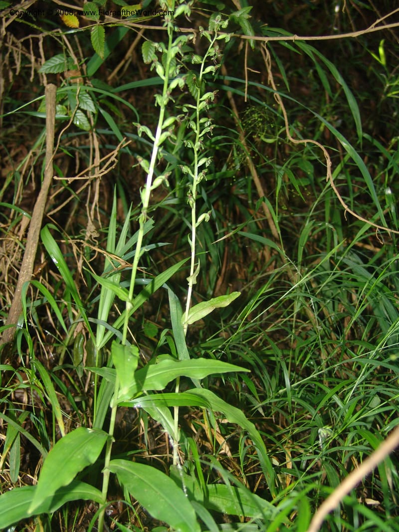 Habenaria malacophylla--So.Africa. Mpumal. Moodie Mts.  18 Mch 05. 444.jpg