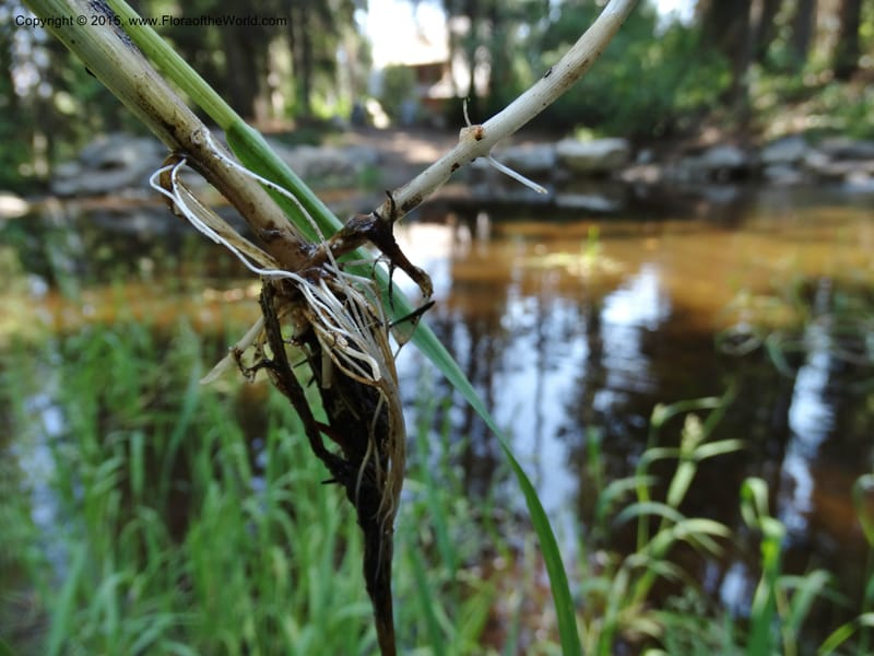 Torreyochloa pallida var. pauciflora, Davidson, C 12609--Idaho. Valley Co. Payette Lake. Sylvan Cr. 20 Jul 2014. DSC00669 (69).JPG