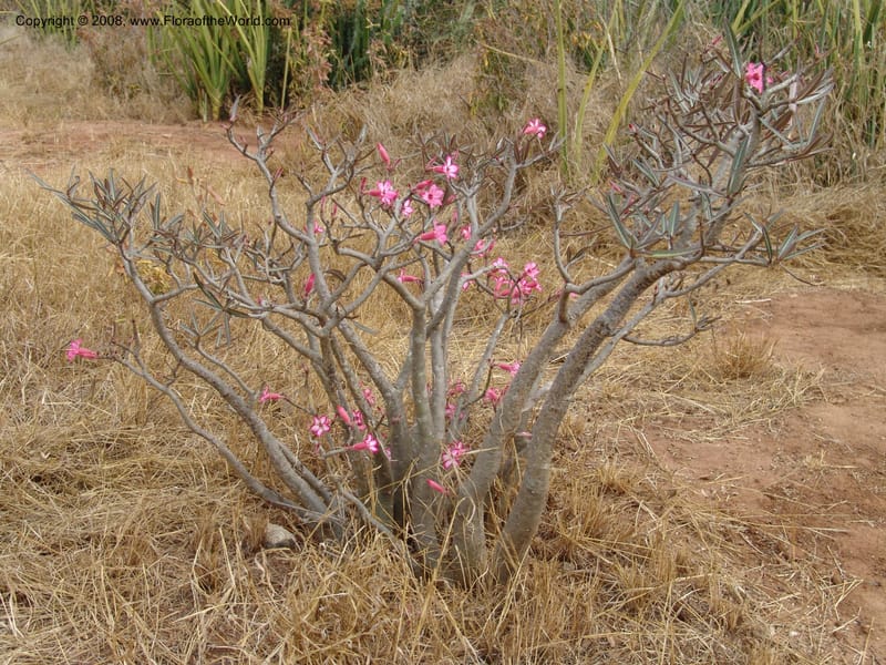 Adenium obesum--Tanzania. Hwy B1, 25 km SE of Kifaru. 28 Jun 04. 294.jpg