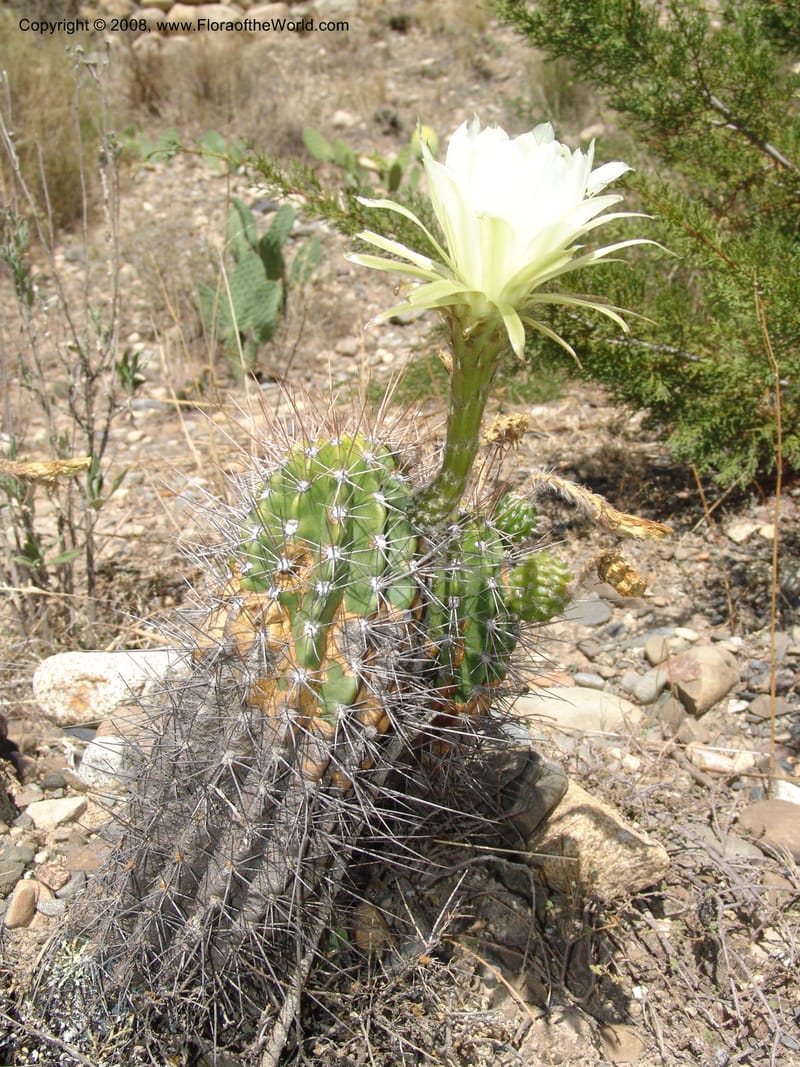 Echinopsis bridgesii--Bolivia. La Paz. Send. Aguila. 4 Dec 04. 151.jpg
