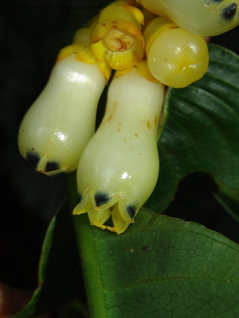 Palicourea clerodendroides, Croat98781--Ecuador. Z.C. Margin of Rio Nangaritza. 17 Sep 07. 293.jpg