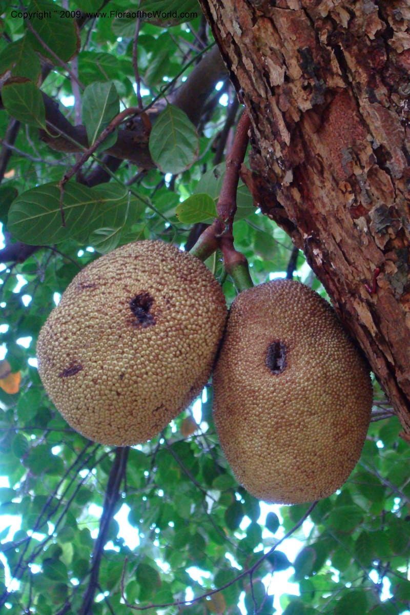 Artocarpus heterophyllus--South Africa. Durban Botanical Garden. 30 Jan 09. 317.jpg