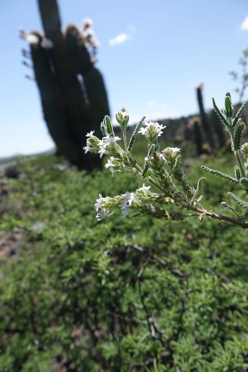 Aloysia castellanosii, Fortunato 13147--Argentina. Hwy 150, S of Ischigualasto. 7 Feb 2018. DSC09263 (51).JPG