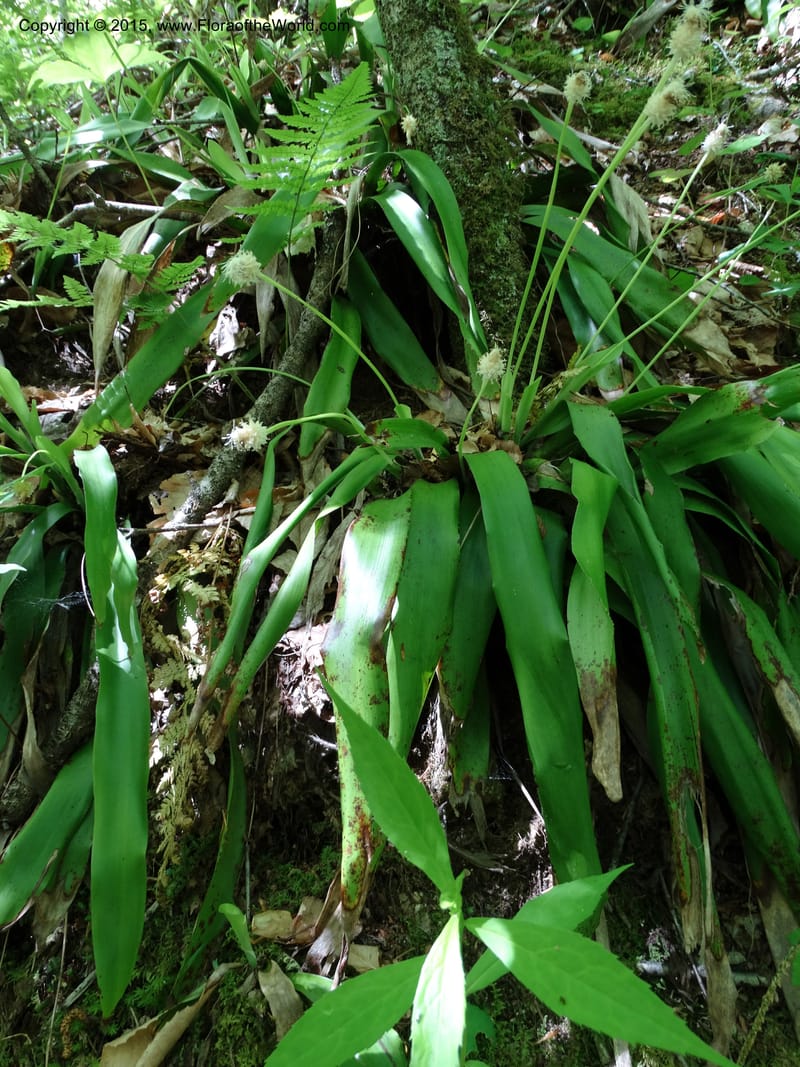 Cymophyllus fraserianus, Davidson, C 12984--North Carolina. Clay Co. Perry Gap Rd, Barnard's Cr. 13 May 2015. DSC04860 (51).JPG
