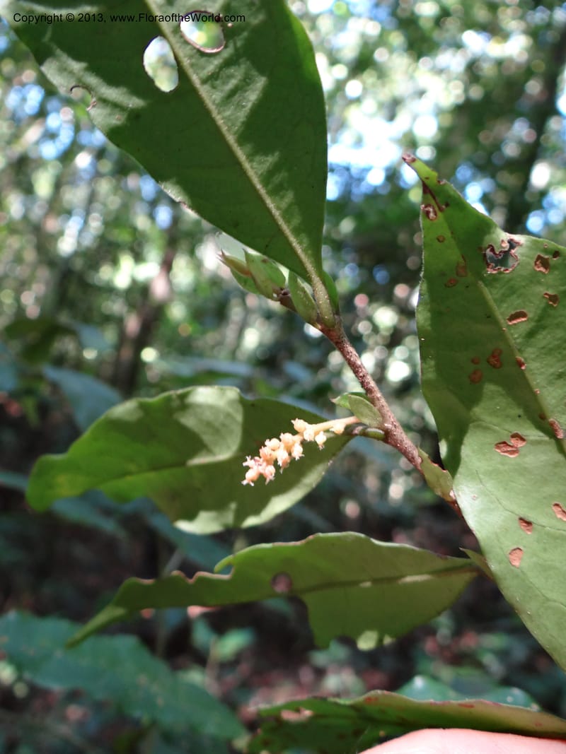Antidesma, VC 5594--Thailand. Ranong Prov. Klong Naka Wildlife Sanctuary. 14 Nov 2012. DSC09055 (85).JPG