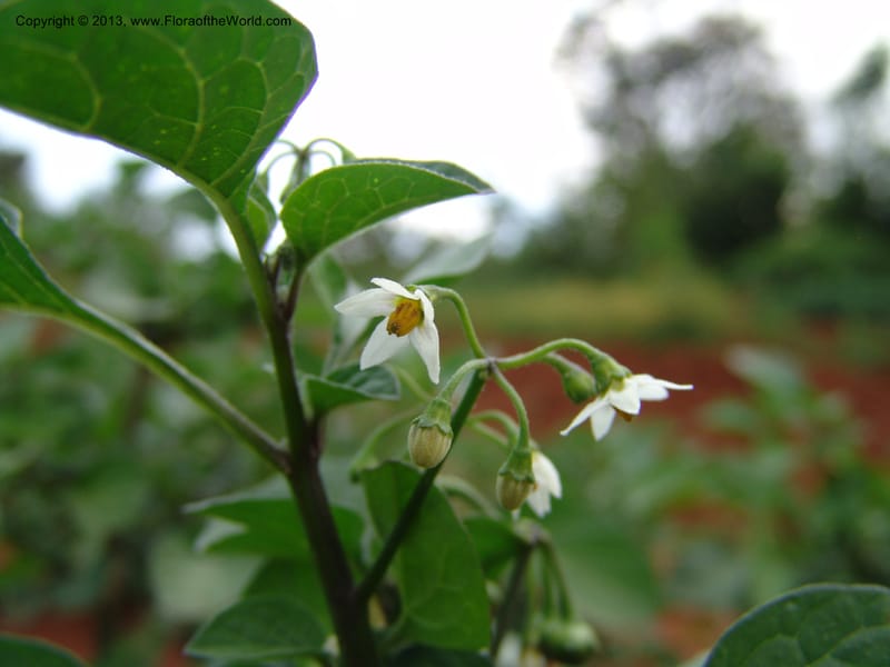 Solanum--Kenya. Maseno.  Maseno Univ. Bot. Gard. 3 Jul 04. 121.jpg