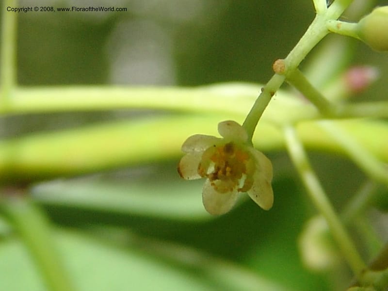 Cinnamomum camphorum, 0509209807031--China. Hubei. Wuhan Botanical Garden. 24 Apr 07. 015.jpg