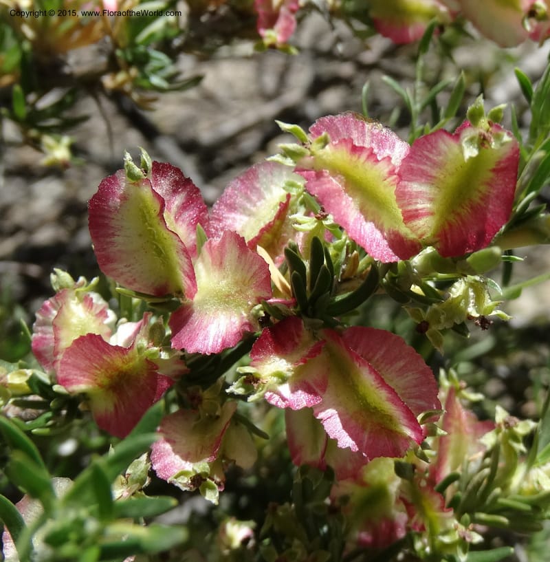 Tetraglochin alatum, Davidson, C 12788--Chile. Ruta 115, to Laguna del Maule. 24 Nov 2014. DSC07486 (287).JPG