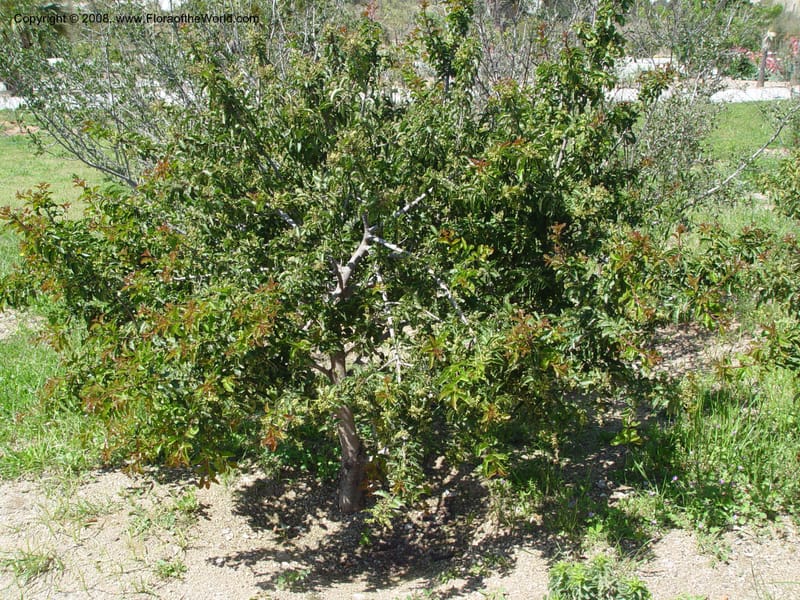 Schinus latifolius, 2000.00041--Spain. Barcelona Botanic Garden. 21 Apr 04. 147.jpg