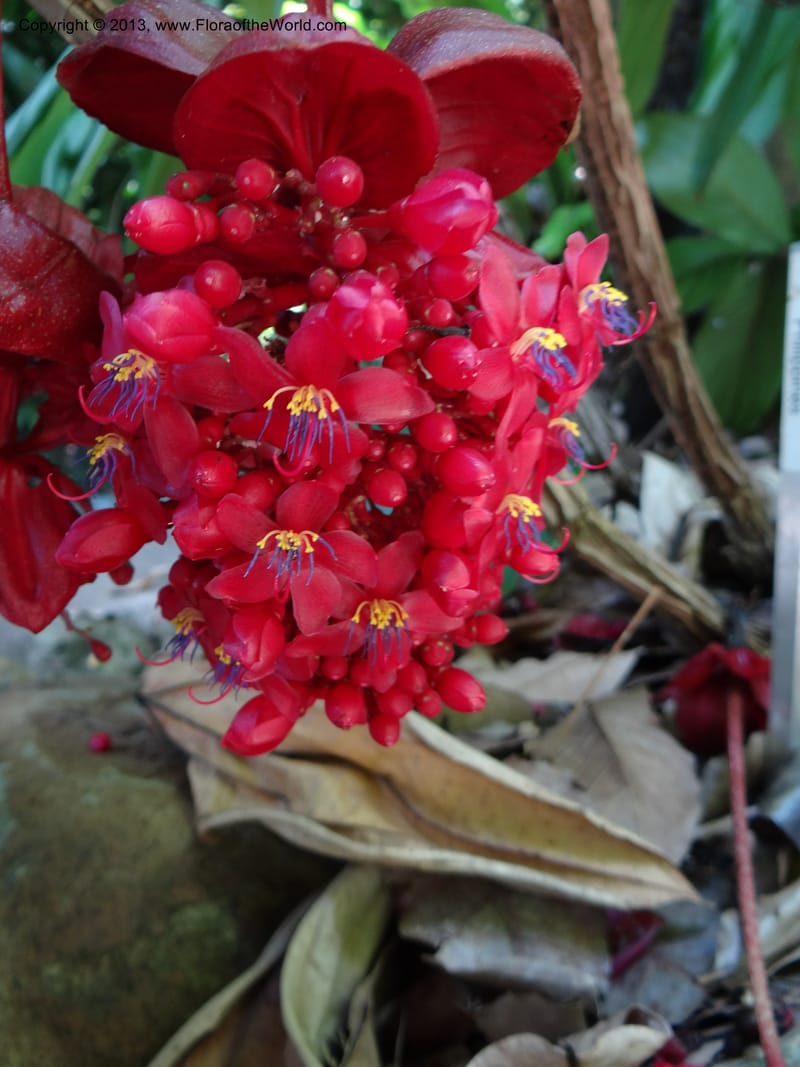 Medinilla miniata--Australia. Queensland. Cairns B. G. DSC09035 (43).JPG