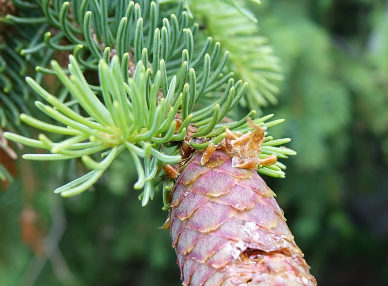 Picea abies, Not coll.--Switzerland. Col de Marchairuz. Simeon. 29 Jun 2016. DSC06067 (46).JPG
