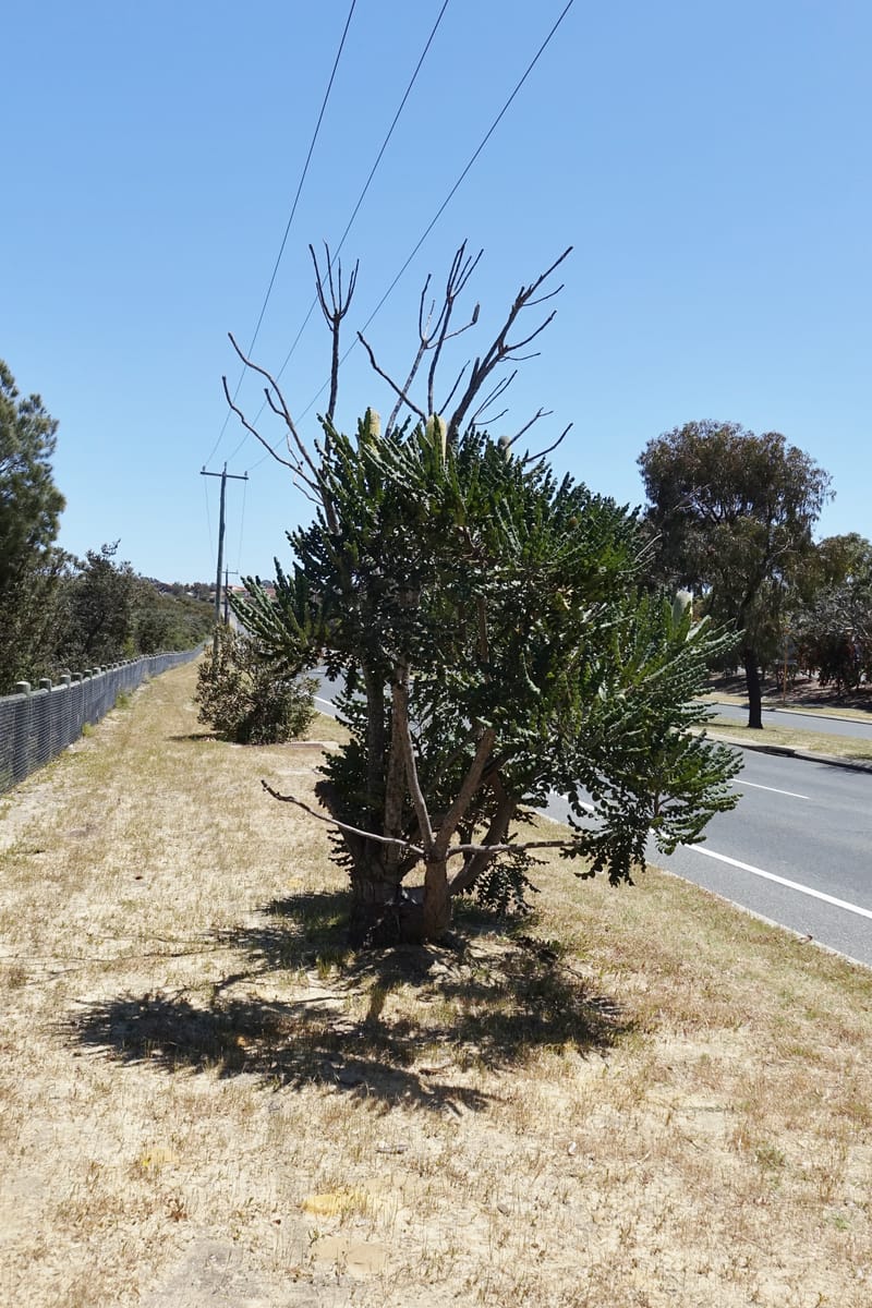 Banksia grandis, Not collected--Australia. W.A. Koondoola Bushland. 22 Oct 2016. DSC03457 (280).JPG