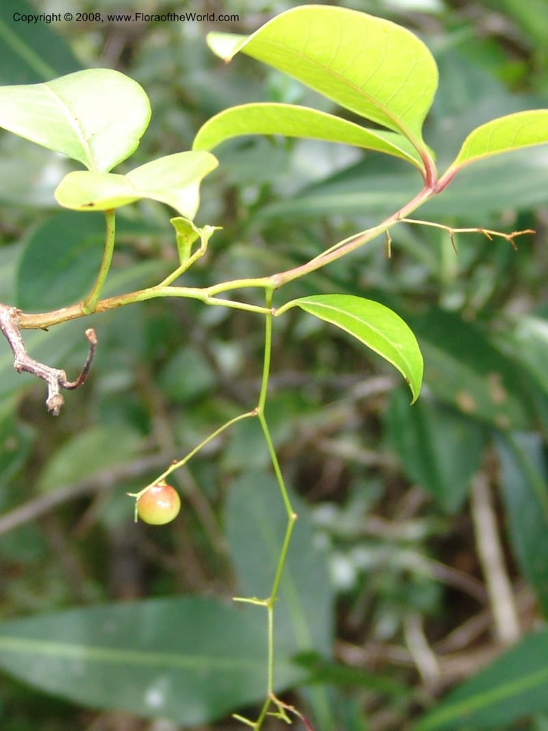 Rhus acocksii--So.Africa. E. Cape. Umtamvuna Nat. Res. 11 Mch 05. 421.jpg