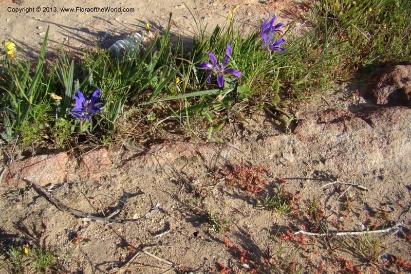 Babiana sambucina ssp. longibracteata, C. Davidson 11555--South Africa. Northern Cape. Papkuilsfontein. 25 Aug 09. 076.jpg