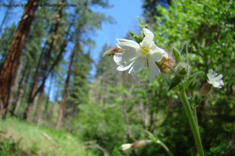 Silene scouleri, C. Davidson 11399--Idaho. Idaho Co. Salmon River. Shepp Ranch. 28 May 2009. 072.jpg