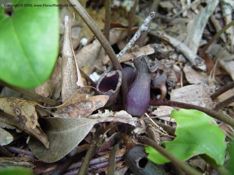 Asarum arifolium--CT. Hamden. Broken Arrow Nursery. 27 Jun 03. 035.jpg