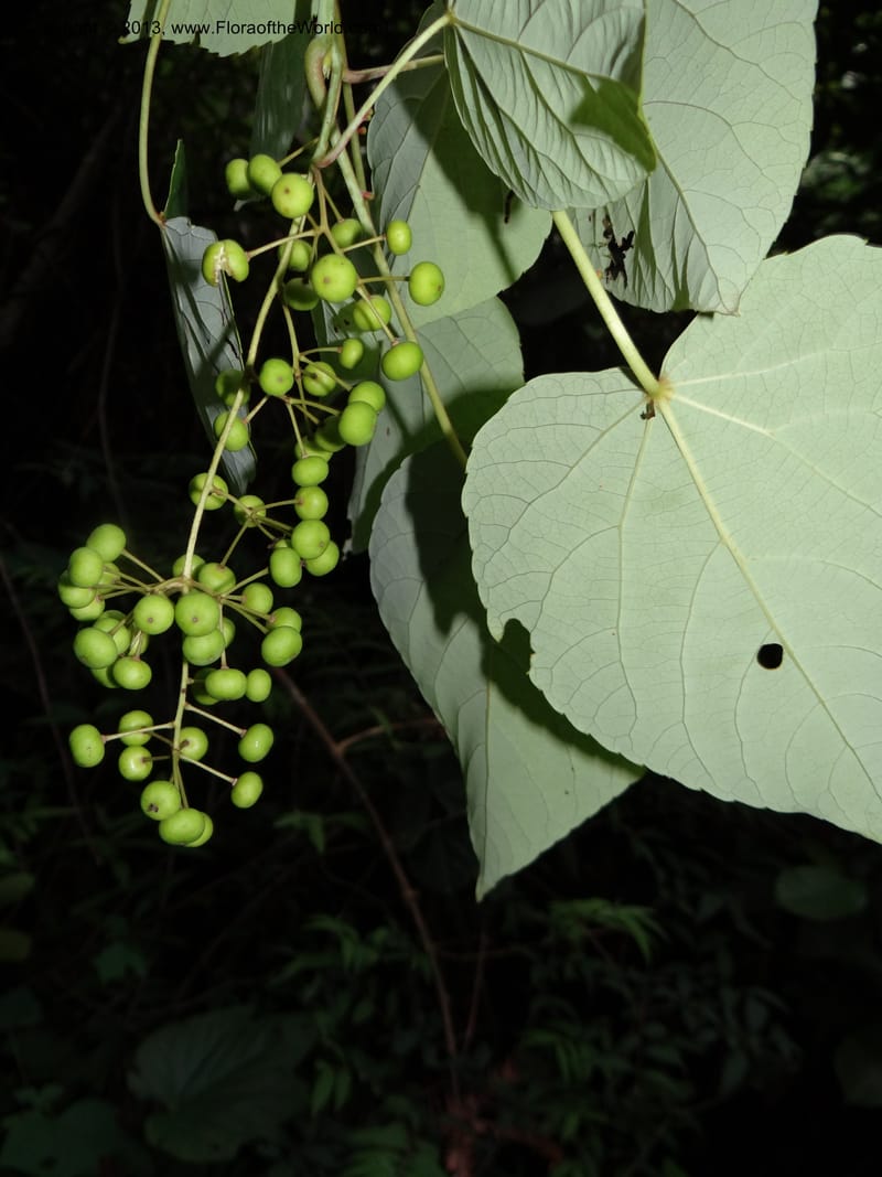 Idesia polycarpa, Yi Yu SQS2012007--China. Anhui Prov. San Qing Shan. 3 Jun 2012. DSC01600 (40).JPG