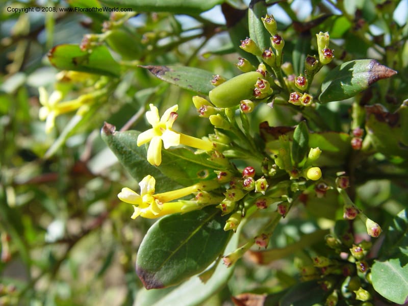 Jasminum odoratissimum, 2000.0092--Spain. Barcelona Botanic Garden. 19 Apr 04. 146.jpg