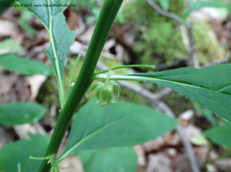 Hybanthus concolor, Davidson, C 13021--North Carolina. Haywood Co. Pigeon R. 16 May 2015. DSC05923 (28).JPG