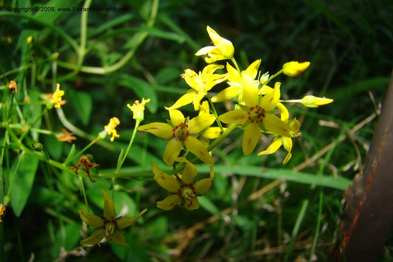 Lysimachia terrestris--New York. Brooklyn Botanic Garden. 19 July 2009. 164.jpg