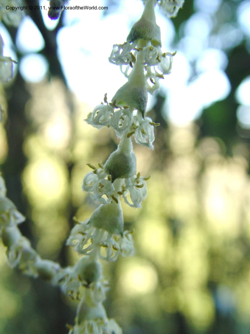 Garrya elliptica--CA. Alameda Co. Huckleberry Bot. Reg. Pres. 11 Feb 04. 028.jpg