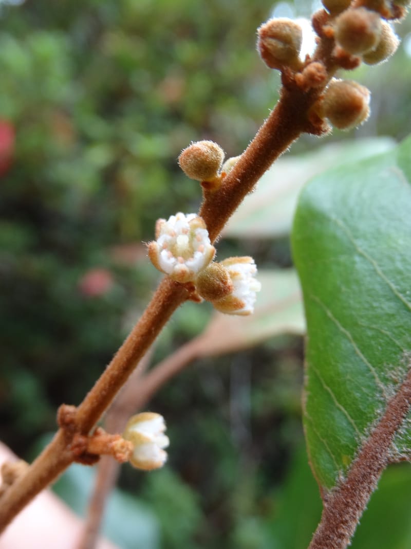 Storthocalyx sordidus, Callmander, M 1230--New Caledonia. Haute Robinson. 11 Nov. 2015. DSC00909 (66).JPG