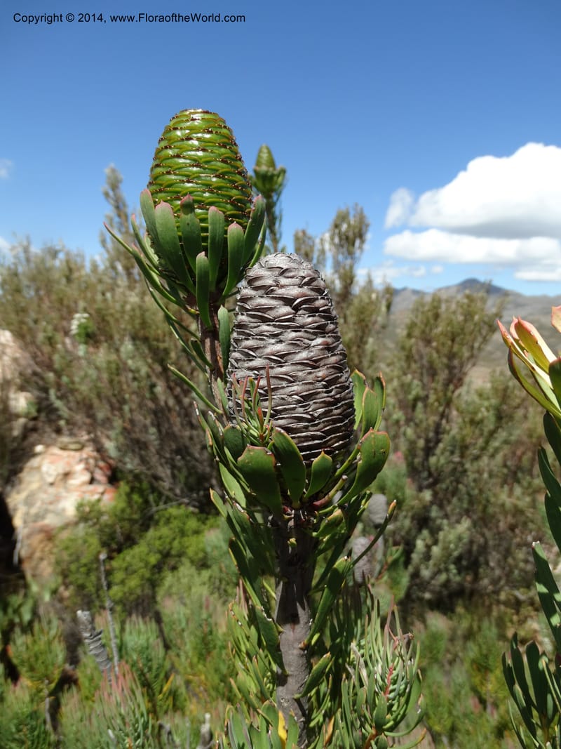Leucadendron, Davidson, C 12264--South Africa. Western Cape. Teeberg. 19 Jan 2014. DSC00637 (17).JPG