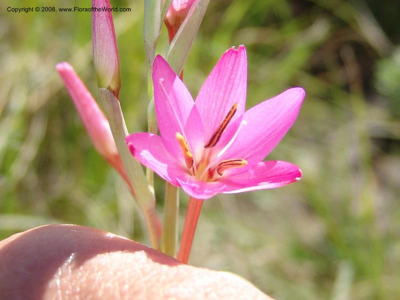 Hesperantha--So.Africa. E. Cape. Waringham Farm, Quanti Area, Stut. 8 Mch 05. 125.jpg