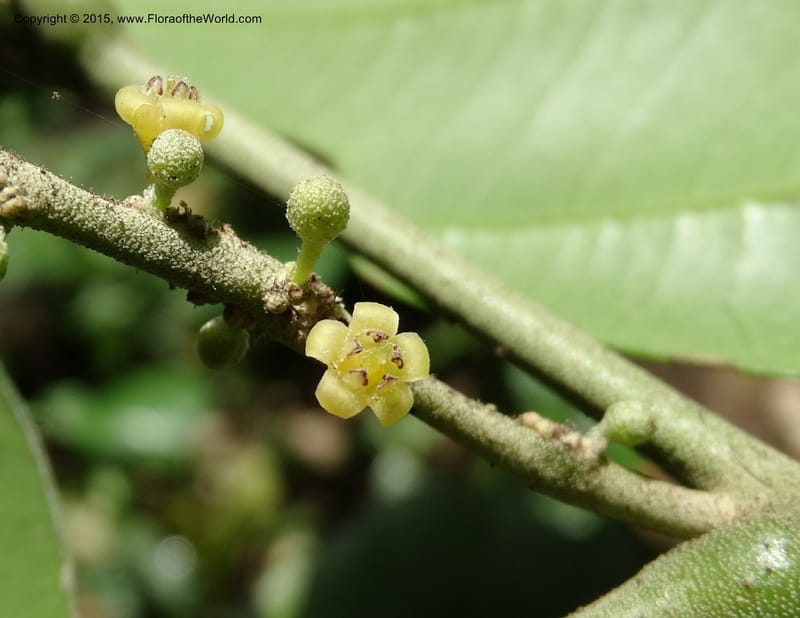 Octoknema, Davidson, C 12386--Cameroon. Bakengili Trail, Mt. Cameroon. 24 Mar 2014. DSC03587 (212).JPG