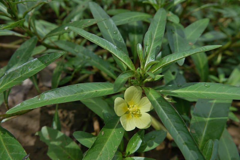 Ludwigia adscendens subsp. diffusa, L. Nanyeni 1193--Namibia. Kunene R. rd. east. 20 Mar 2018. DSC02082 (85).JPG
