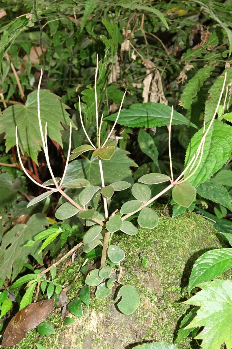 Peperomia sui, Tseng Yu-Hsin 1339--Taiwan. Xitou Nature Education Area. Giant Tree Logging Rd. 22 May 2016. DSC03924 (179).JPG